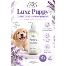 Groom Professional Luxe Lavanta Kokulu Yavru Köpek Şampuanı 350 ml 1:30 Konsantre - Kürkte ve Ciltte Hassas Etki!