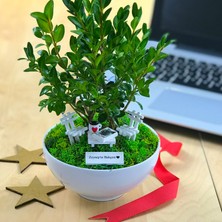 Paspasın Bahçeleri Kişiye Özel Cute Serisi Buxus Bonsai  Kedi Severler Için