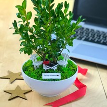 Paspasın Bahçeleri Kişiye Özel Cute Serisi Buxus Bonsai  Mimarlar Için