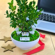 Paspasın Bahçeleri Kişiye Özel Cute Serisi Buxus Bonsai  Doktorlar Için 3