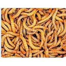 Aydın Hobi Petshop Un Kurdu 200 gr