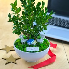 Paspasın Bahçeleri Kişiye Özel Cute Serisi Buxus Bonsai  Matematik Öğretmenim Için