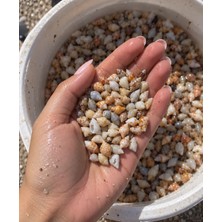HKNOVA 500 Adet Karışık Natural Minik Akvaryum ve Epoksi Için Deniz Kabuğu Nassa Shell