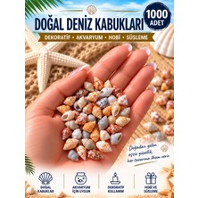 HKNOVA 1000 Adet Karışık Natural Minik Akvaryum ve Epoksi Için Deniz Kabuğu Nassa Shell
