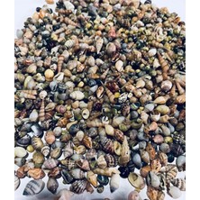 HKNOVA 1 kg Karışık Natural Minik Akvaryum ve Epoksi Için Deniz Kabuğu Nassa Shell