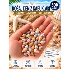 HKNOVA 500 Adet Karışık Natural Minik Akvaryum ve Epoksi Için Deniz Kabuğu Nassa Shell
