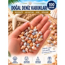 HKNOVA 100 Gram Karışık Natural Minik Akvaryum ve Epoksi Için Deniz Kabuğu Nassa Shell