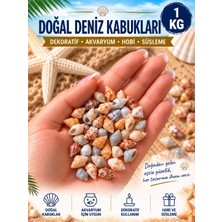 HKNOVA 1 kg Karışık Natural Minik Akvaryum ve Epoksi Için Deniz Kabuğu Nassa Shell