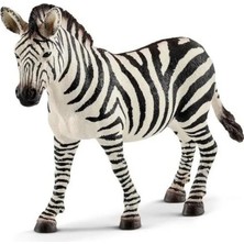 Dişi Zebra