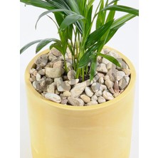 Happy Trend Çizgili Rainbow Dolomit Çakıl Taşı, 1-3 Cm, 1 Kg, Dekoratif Bahçe Peyzaj Saksı Akvaryum Teraryum