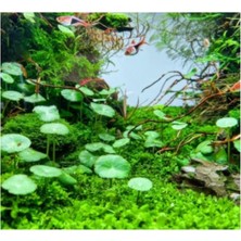 Happy Trend Verticillata Özel Tür Kolay Akvaryum Bitkisi 1 Saksı Canlı Bitki