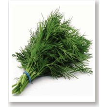 Agrodal Tarım Agro Tohum Yerli Dereotu Tohumu 1 gr Ferah Özellikli Türkiye Menşeli Doğal Tohum Yaklaşık 500 Adet