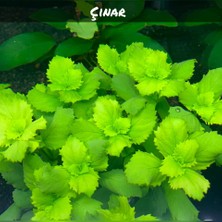 Akvaryum Bitkileri Hygrophila Difformis (Çınar) 6 Kök Düşük Bakım Zorluğu ile Hızlı Gelişim