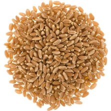 Marka Sida Buğday 5 kg Yem Güvercin Yemi Tavuk Kumru Hindi İçin %100 Organik