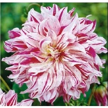 Asya Yıldız Soğanı Dahlia Avignon Pembe Dev Yıldız Çiçeği 100 cm Boy 1 Adet