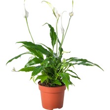 Peyzaj Burada Spathiphyllum Wallisii Bebek Barış Çiçeği Canlı Bitki Sağlıklı Formda