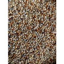 Vivid Bird Premium Muhabbet Kuşu Yemi 1 kg Özel Karışım İçerik ile Sağlıklı Tüyler İçin