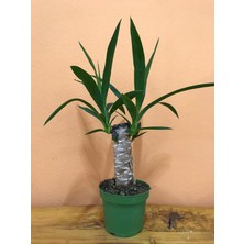 Blush Flower Tek Dal Yuka Yucca Bitkisi