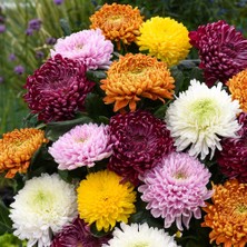 Kkasımpatı Krizantem Chrysanthemum Sarı 3 Adet