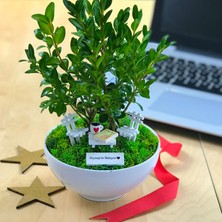 Paspasın Bahçeleri Cute Serisi Buxus Bonsai Küçük Prens