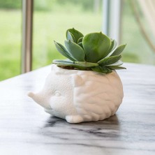 Kikkerland Prıckles The Hedgehog Planter Seramik Kirpi Saksı