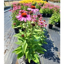 Tunç Botanik EKİNEZYA SAKSIDA 3 ADET - KONİ ÇİÇEĞİ Echinacea Purpurea