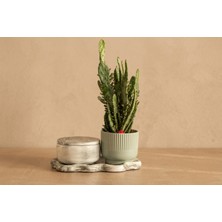 Giselle Mint Ribbed & Opuntia Cactus Set Candle