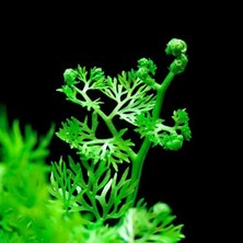 Ceratopteris Thalictroides 1 Bağ Kolay Akvaryum Zemin Bitkisi Canlı Akvaryum Bitkisi
