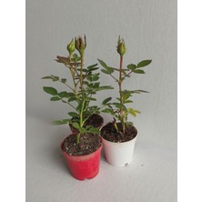 Gardenbox 3'lü Mini Gül Fidesi Karışık Renk 15-20CM Saksılı