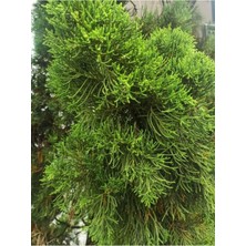 Nura Botanik Limoni Servi Fidanı Saksılı, 30-50 Cm, Kokulu Lemon Cypress Sapling