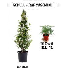 Nura Botanik Mis Kokulu Arap Yasemini 50-70CM + Tül Çiçeği Hediyeli Peyzaj Seti
