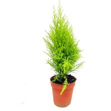 Cupresus, Limoni Servi Mini 45-50 cm