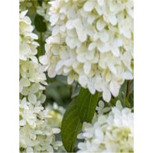 Gardenbox 2 Adet Kırmızı/beyaz Çiçekli Ortanca Fidan, 10-15 cm Tüplü, Çiçekli Bodur Hydrangea