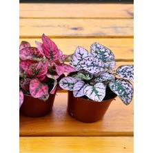 Serada Decor & Plant Kırmızı/pembe Hostes Çiçeği, 10/15CM, 2 Adet Saksılı Iç Mekan Çiçeği (Hypoestes)