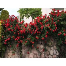 Nura Botanik Kırmızı Yediveren Sarmaşık Gül Fidanı, 15-25 cm