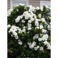 Nura Botanik Gardenya Çiçeği Saksılı, 30-45CM, Beyaz, 1 Adet