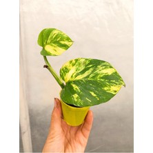 Gardenbox Sarı Alacalı Pothos Salon Sarmaşığı, Mini Saksıda, 5-15CM, Iç Mekan Bitkisi