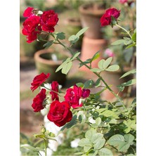 Serada Decor & Plant Yediveren Kırmızı Gül Fidesi, 40-60 Cm, 1 Adet Saksılı Aşılı Gül