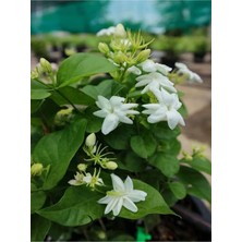 Nura Botanik Ful Yasemin Çiçeği Yoğun Kokulu 30-60CM Sarmaşık Bitki, Jasminum