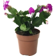 Nura Botanik Schlumbergera Purple Kaktüs Yılbaşı Çiçeği, 8,5 cm Saksı, 15-20 cm Boyunda