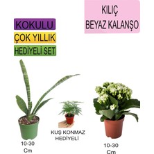 Avantajlı Ürünler 3'lü Set Tek Dikim Kılıç Beyaz Kalanşo Buz Çiçeği