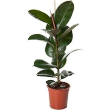 Serada Decor & Plant Siyah Yapraklı Kauçuk Fidanı, Saksılı, Mini Boy, Salon Ofis Çiçeği