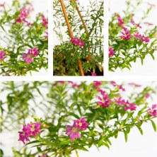 Serada Decor & Plant Pembe Cennet Çiçeği, 20-30 Cm, Tüplü, Pink Strelitzia