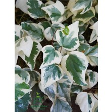 Bitkim Sende Alacalı Hedera Helix Sarmaşık, Saksılı, 30-60 Cm, Iç Dış Mekan Bitkisi