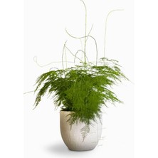 Gardenbox Asparagus Setaceus Tül Kuşkonmaz Çiçeği, 15-30 Cm, Salon Çiçeği, 1 Adet
