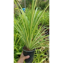 Gardenbox Formlu Kurdele Çiçeği, Salon ve Iç Mekana Uyumlu, 1 Adet, 30-40CM