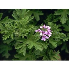 Gardenbox Itır Sardunya Fidanı 20-40 cm Saksılı Çiçekli Bodur Bitkiler Geranium