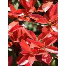 Bitkim Sende Alev Çalısı Bitkisi, 40 cm Saksılı, Photinia Serrulata, Dış Mekan Sarmaşık Bitkisi