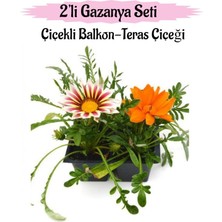 Gardenbox Gazanya Çiçeği, 2 Adet, Kırmızı Beyaz-Turuncu Renk, Saksılı Balkon-Teras Bitkisi