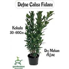 Nura Botanik Yaprağı Kokulu Defne Fidanı, 30-60 Cm, Saksılı, Laurus Nobilis